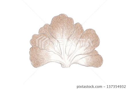 Colored pencil drawing of maitake mushrooms 137354932