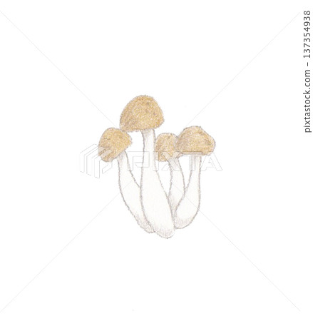 Shimeji mushrooms drawn with colored pencils Shimeji mushrooms drawn with colored pencils 137354938