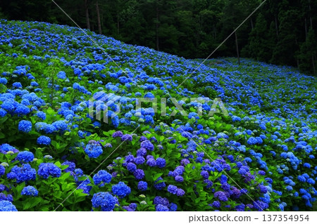 藍色繡球花 137354954