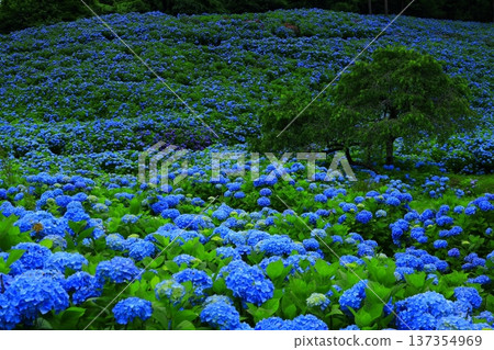 Blue hydrangea Blue hydrangea 137354969