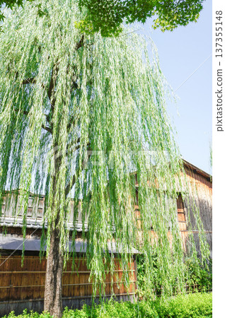 夏季景色,柳樹環繞,日式背景 夏季景色,柳樹環繞,日式背景 137355148