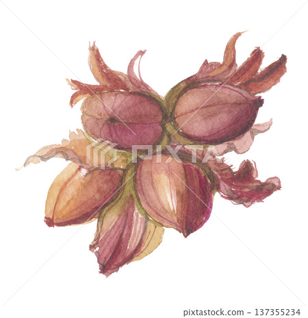 Watercolor hazelnuts 137355234