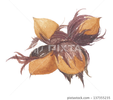 Watercolor hazelnuts Watercolor hazelnuts 137355235