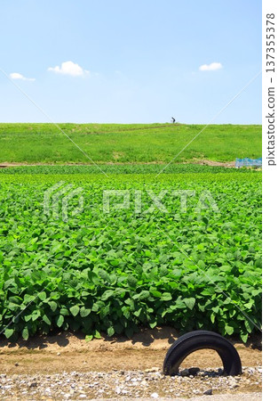 Edogawa River bank scenery with edamame fields and cycling road in early summer Edogawa River bank scenery with edamame fields and cycling road in early summer 137355378