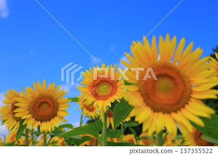 Sunflowers blooming towards the blue sky Sunflowers blooming towards the blue sky 137355522