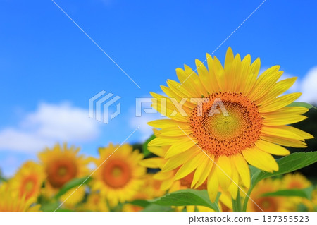 Sunflowers blooming towards the blue sky 137355523