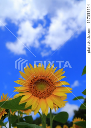 Sunflowers blooming towards the blue sky Sunflowers blooming towards the blue sky 137355524