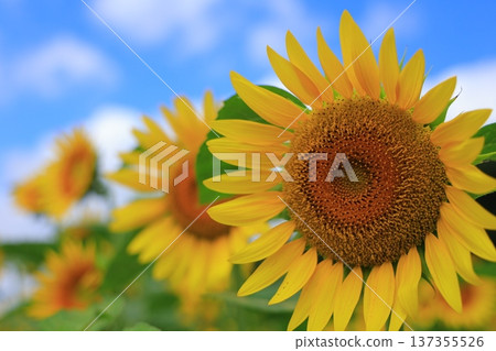 Sunflowers blooming towards the blue sky Sunflowers blooming towards the blue sky 137355526