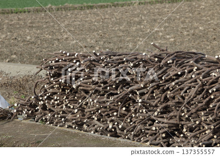 Fig branches pruned in winter 137355557