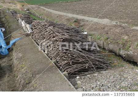 Fig branches pruned in winter 137355603