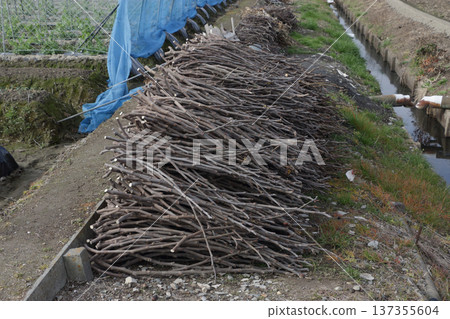 Fig branches pruned in winter Fig branches pruned in winter 137355604