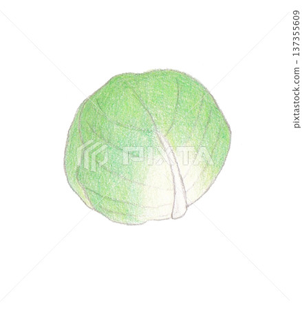 Colored pencil drawing of cabbage Colored pencil drawing of cabbage 137355609