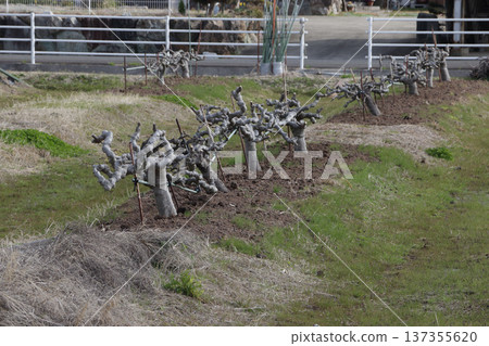 Fig orchard pruned in winter 137355620