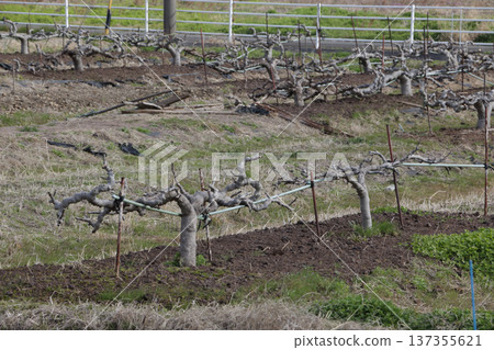 無花果園冬季修剪 137355621