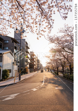 Okazaki Canal and cherry blossom trees at dusk (Kyoto City) 137355784