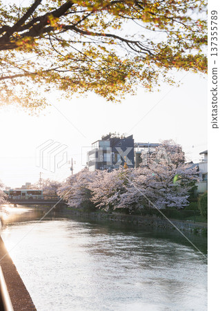 黃昏時分的岡崎運河和櫻花樹(京都) 黃昏時分的岡崎運河和櫻花樹(京都) 137355789