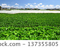 初夏時節，東京都市圈附近的毛豆田。 137355805