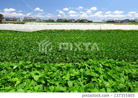 Edamame fields near the Tokyo metropolitan area in early summer 137355805