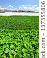 初夏時節，東京都市圈附近的毛豆田。 137355806