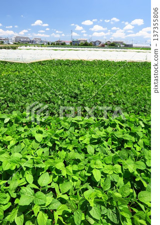 Edamame fields near the Tokyo metropolitan area in early summer 137355806