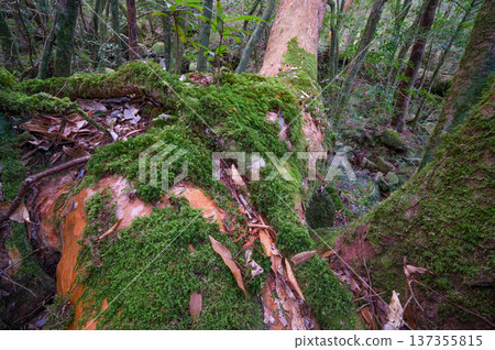Himeshara and beautiful moss, Yakushima National Park (winter) Himeshara and beautiful moss, Yakushima National Park (winter) 137355815