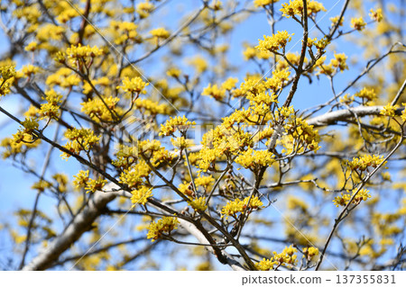 Cornus officinalis 137355831