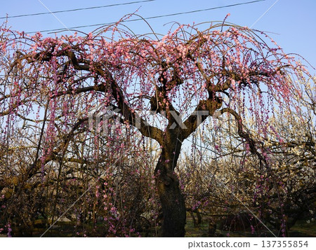 Weeping plum trees in the plum orchard of Soga, Odawara Weeping plum trees in the plum orchard of Soga, Odawara 137355854