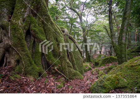 Japan's most beautiful moss forest: Yakushima National Park (Winter) Japan's most beautiful moss forest: Yakushima National Park (Winter) 137355864