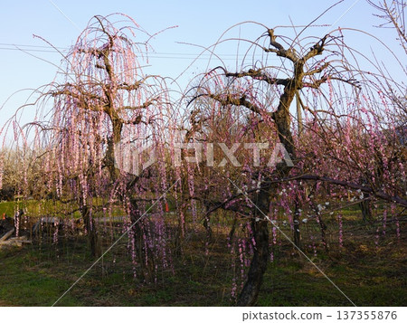 Weeping plum trees in the plum orchard of Soga, Odawara Weeping plum trees in the plum orchard of Soga, Odawara 137355876
