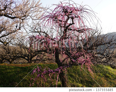 小田原市曾我李園裡的垂枝李樹 小田原市曾我李園裡的垂枝李樹 137355885