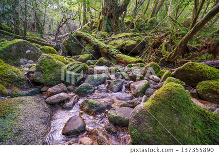 The most beautiful moss valley in Japan: Yakushima National Park (Winter) The most beautiful moss valley in Japan: Yakushima National Park (Winter) 137355890
