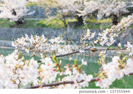岡崎運河和櫻花樹(京都) 岡崎運河和櫻花樹(京都) 137355944