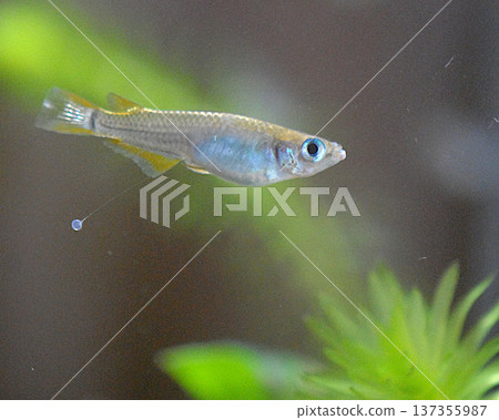 一條腹部呈藍色的野生青鱂魚 一條腹部呈藍色的野生青鱂魚 137355987