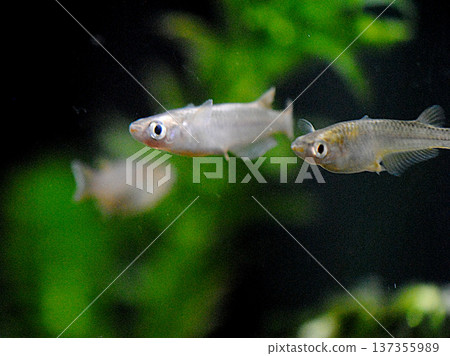 Endangered wild killifish Endangered wild killifish 137355989