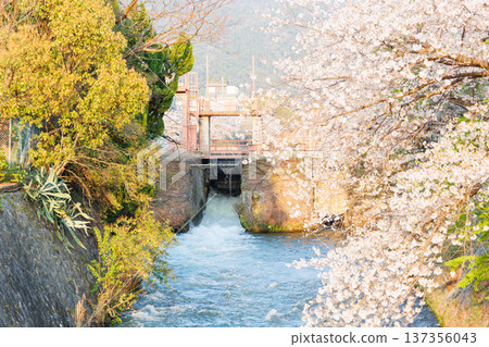 Ebisugawa Dam, Okazaki Canal and cherry blossom trees (Kyoto City) Ebisugawa Dam, Okazaki Canal and cherry blossom trees (Kyoto City) 137356043