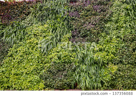 Lush green vertical garden creating a natural living wall background and texture Lush green vertical garden creating a natural living wall background and texture 137356088