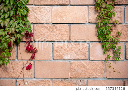 Autumn ivy climbing a brick wall creating a natural green and red background Autumn ivy climbing a brick wall creating a natural green and red background 137356126