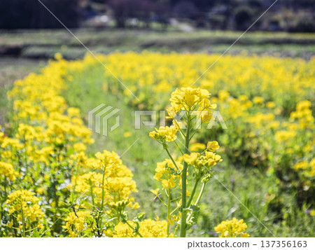 Rape flower field swaying in spring breeze Rape flower field swaying in spring breeze 137356163