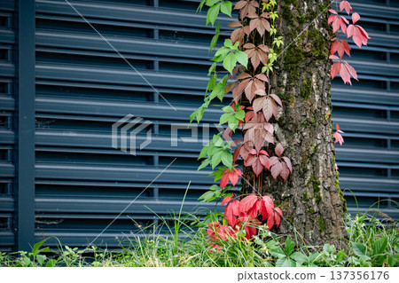Virginia creeper vine changing colors on tree trunk against modern metal wall Virginia creeper vine changing colors on tree trunk against modern metal wall 137356176