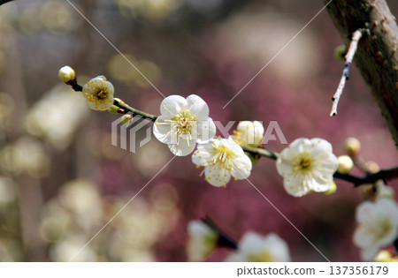 梅花盛開 梅花盛開 137356179