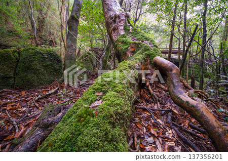 姬原和美麗的苔蘚,屋久島國立公園(冬季) 姬原和美麗的苔蘚,屋久島國立公園(冬季) 137356201