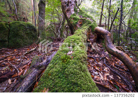 姬原和美麗的苔蘚，屋久島國立公園（冬季） 137356202