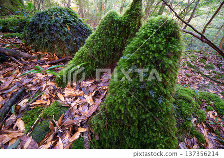 Japan's most beautiful moss forest: Yakushima National Park (Winter) 137356214