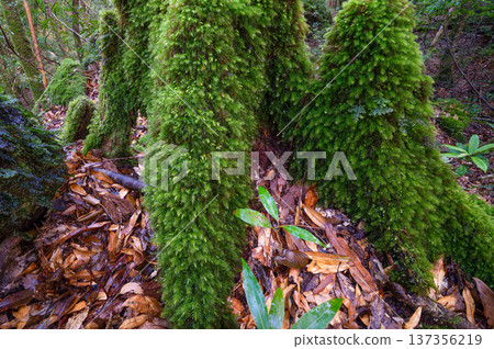 Japan's most beautiful moss forest: Yakushima National Park (Winter) Japan's most beautiful moss forest: Yakushima National Park (Winter) 137356219
