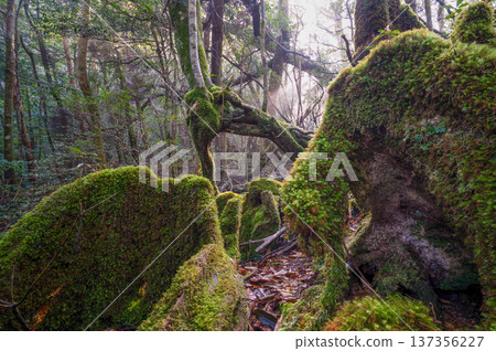 日本最美的苔蘚森林:屋久島國立公園(冬季) 日本最美的苔蘚森林:屋久島國立公園(冬季) 137356227