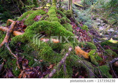 日本最美的苔蘚森林：屋久島國立公園（冬季） 137356230