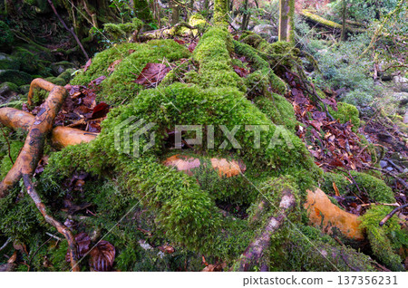 日本最美的苔蘚森林：屋久島國立公園（冬季） 137356231