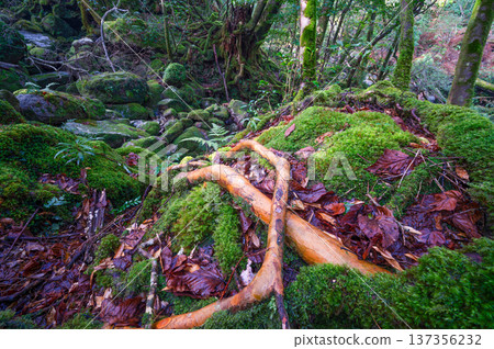 日本最美的苔蘚森林：屋久島國立公園（冬季） 137356232