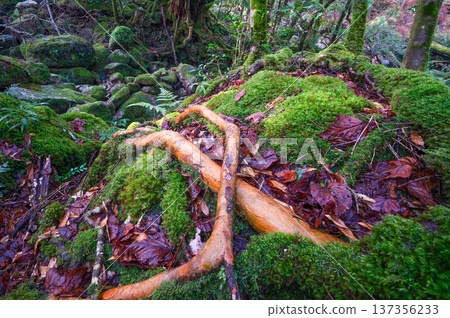 日本最美的苔蘚森林：屋久島國立公園（冬季） 137356233
