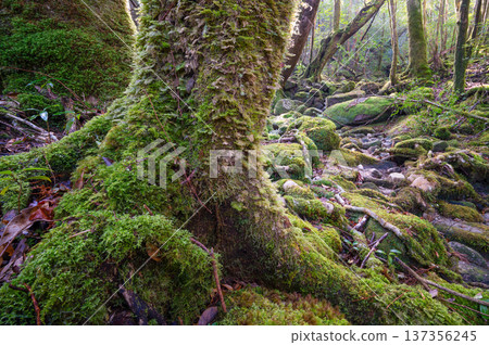 Japan's most beautiful moss forest: Yakushima National Park (Winter) Japan's most beautiful moss forest: Yakushima National Park (Winter) 137356245